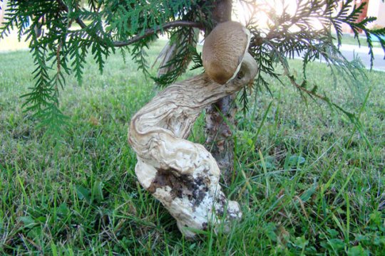 Уродливый гриб вырос на Cлонимщине