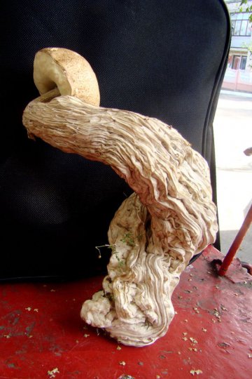 Уродливый гриб вырос на Cлонимщине