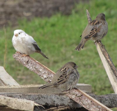 Белый воробей поселился в Лынтупах