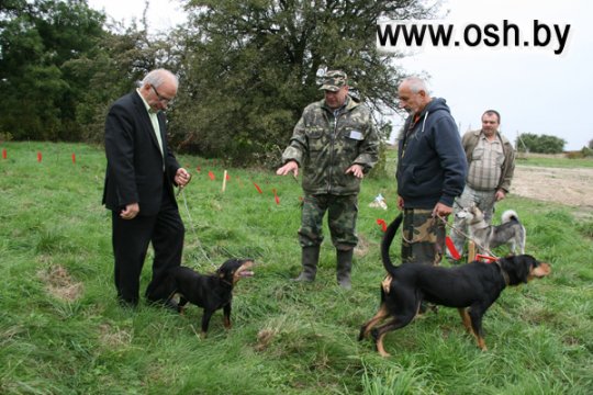 68 собак приняли участие в состязании лаек на кубок ОАО «Строитель»