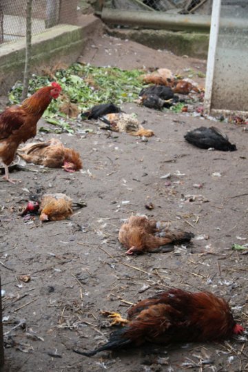 Белорусская «чупакабра» объявилась в Слониме