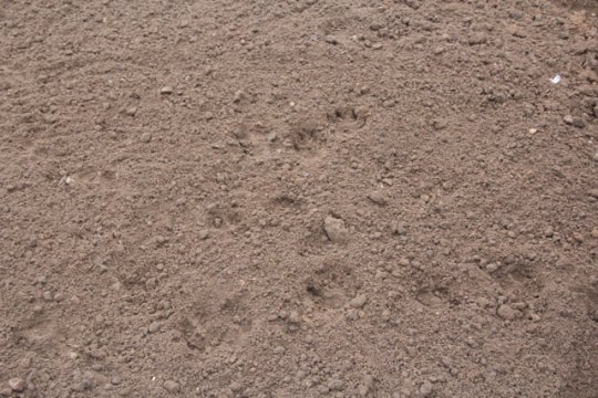 Белорусская «чупакабра» объявилась в Слониме