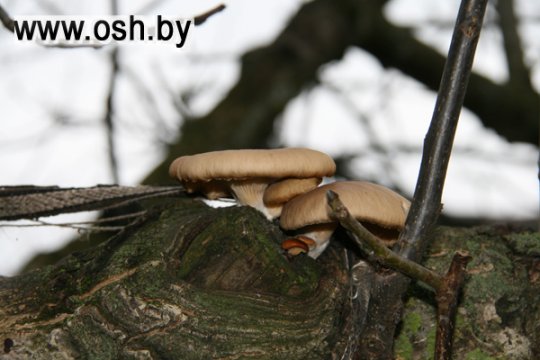 Пенсионерка из деревни Люговщина разводит на своём подворье грибы