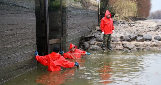 Не обеднела голубая нива…