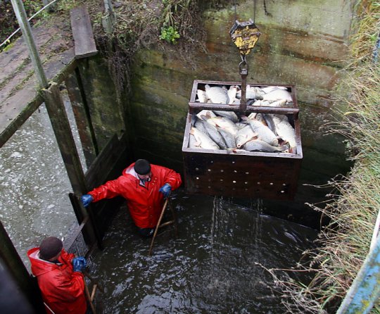Не обеднела голубая нива…