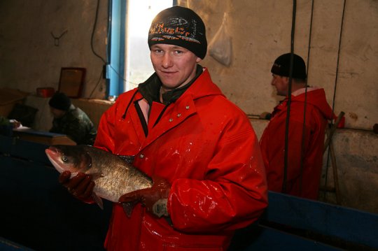 Не обеднела голубая нива…