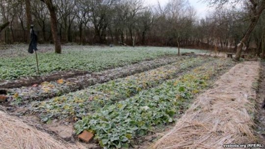Да прыезду Лукашэнкі пад Віцебскам разбурылі вёску