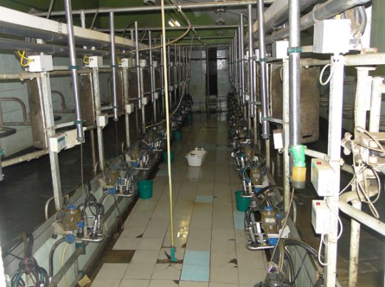 Когда для «Клевцов» настанет время большого молока?