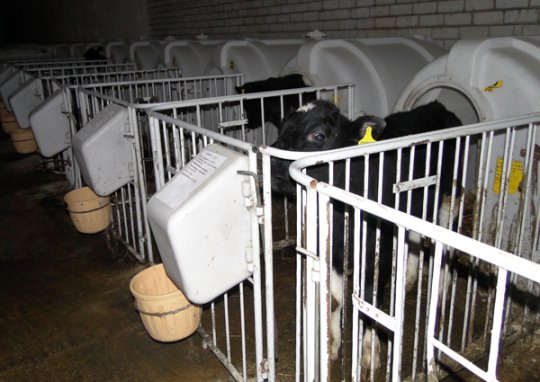 Когда для «Клевцов» настанет время большого молока?