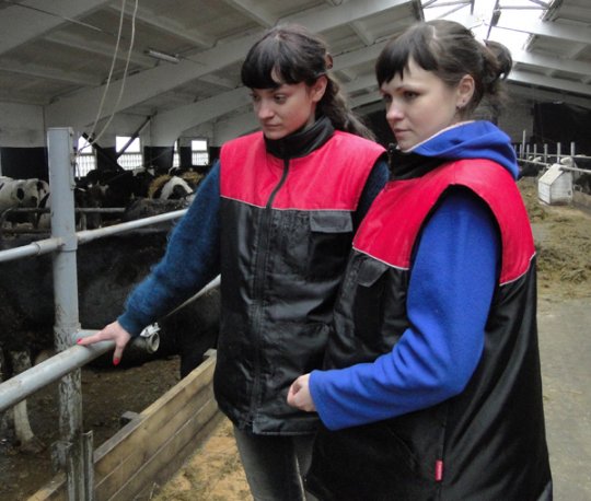 Когда для «Клевцов» настанет время большого молока?