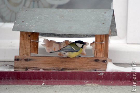 Фотоокна. 16 декабря 2012. Метелица