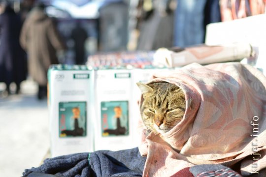 15 фотографий года-2012