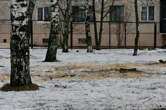 Протест могилевчан не спас берёзы в микрорайоне Юбилейный