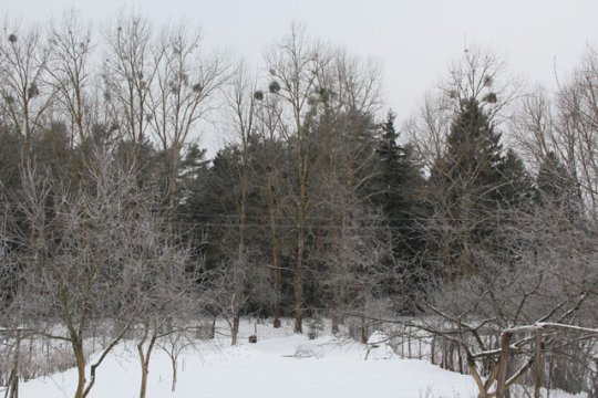 Ядовитые деревья (ВИДЕО)