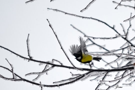 14 января от Владимира Хворова