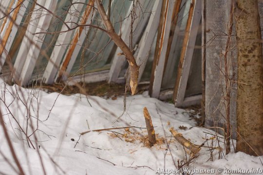 Бобр поселился во дворе жилого дома в Бобруйске