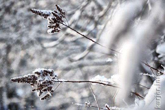 Фотоокна. 18 января 2013. Про природу