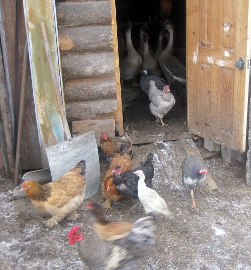 Жизнь в деревне: и польза, и удовольствие