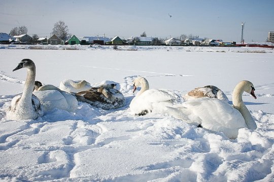 На могилёвском Святом озере может замёрзнуть стая лебедей