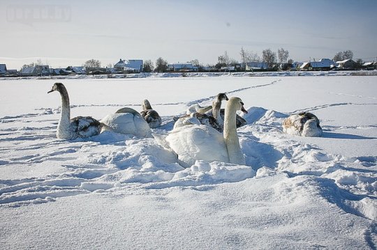 На могилёвском Святом озере может замёрзнуть стая лебедей
