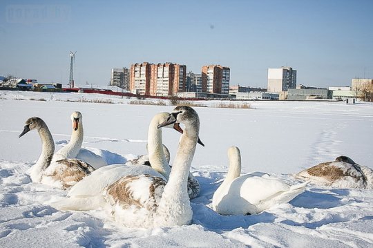 На могилёвском Святом озере может замёрзнуть стая лебедей
