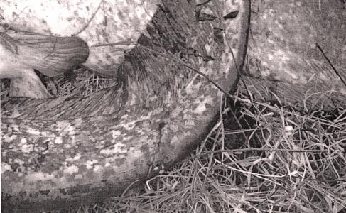 Рыбак-живодёр наказан Лунинецким районным судом штрафом в 3 млн. рублей