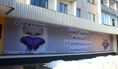 Фотофакт: в Гродно открылась выставка живых тропических бабочек