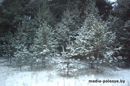 Колоднянские лесники – рачительные хозяева леса