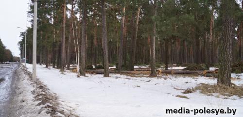 Вырубка вековых сосен в городской черте Лунинца. Для чего?