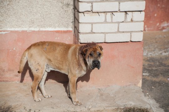 Поможем спасти собаку