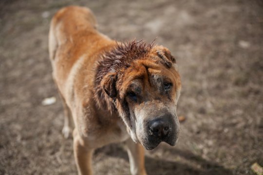 Поможем спасти собаку