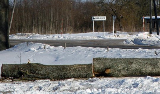 А бацяну дзе гняздо рабіць? Улады працягваюць татальную высечку дрэваў
