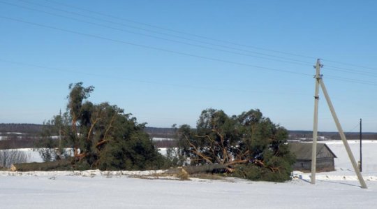 А бацяну дзе гняздо рабіць? Улады працягваюць татальную высечку дрэваў