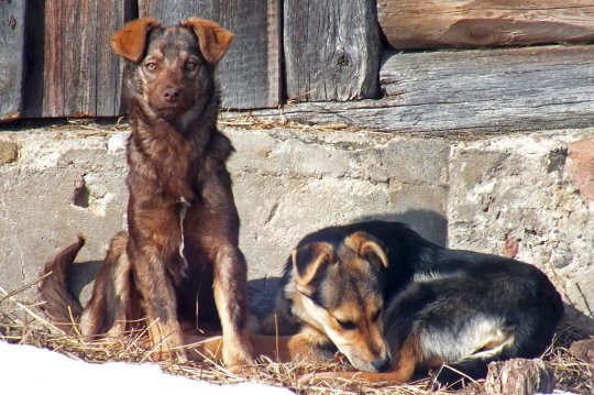 Юныя сабачкі шукаюць гаспадароў!