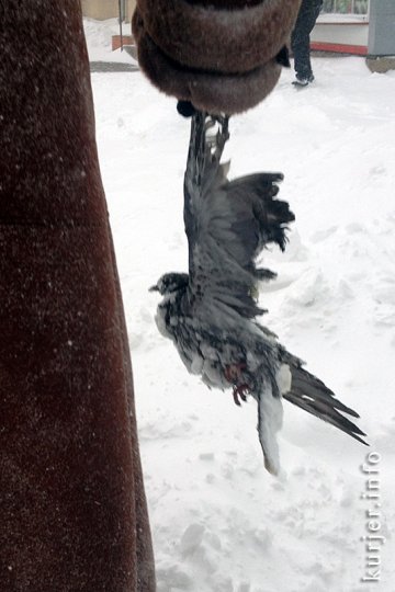 Фотоокна. Мартовская метелица. Часть 3. Первая жертва стихии