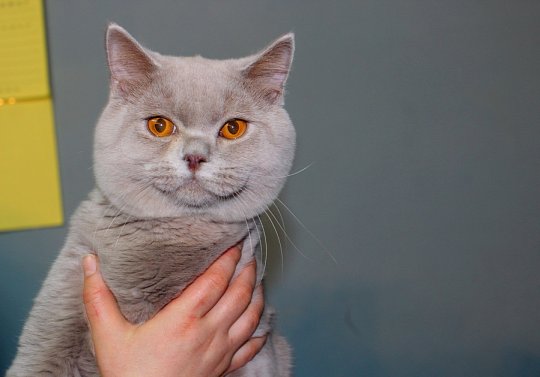Фоторепортаж: В Гродно прошла выставка кошек