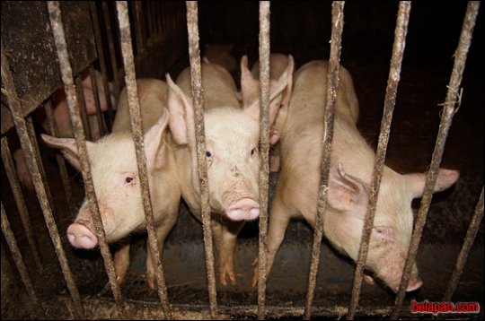 Дома сумна. Падарожжа сёмае. Гарохаў (Чэхі)