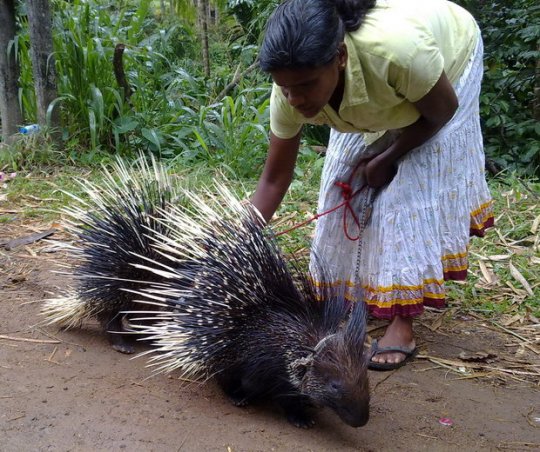 Как парень из Шри-Ланки, ехавший в Германию, нашел счастье в Речице (фото)
