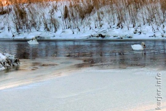 Опасности для лебедей нет