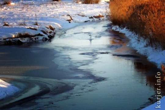 Опасности для лебедей нет