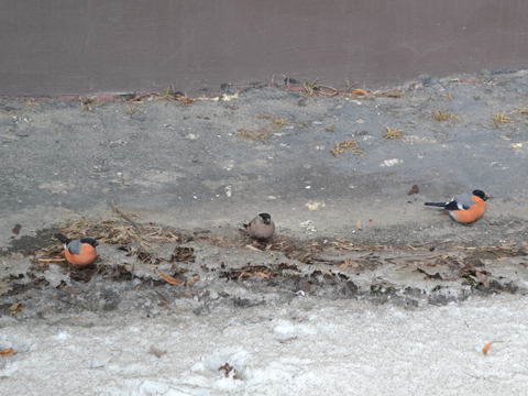 Снегіры не спяшаць адлятаць з Глыбокага