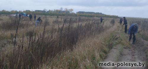 Два гектара засадили молодыми соснами на Столинщине во время «Недели леса»