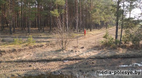 Два гектара засадили молодыми соснами на Столинщине во время «Недели леса»