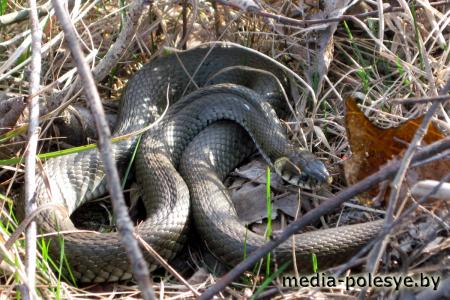 Люща. Взгляд на отдельно взятую деревню Лунинецкого района глазами очевидца