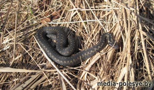 Люща. Взгляд на отдельно взятую деревню Лунинецкого района глазами очевидца