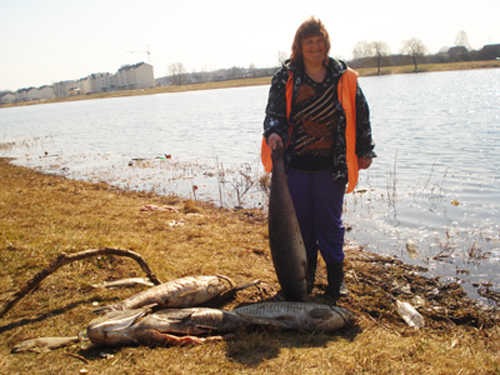 Сотни килограммов рыбы погибло в озере в Калинковичах (фото) Сотни килограммов рыбы погибло в озере в Калинковичах (фото)
