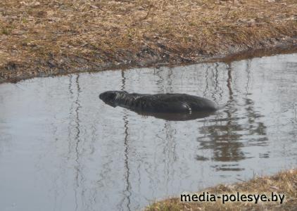 Бобры на Полесье совсем обнаглели Бобры на Полесье совсем обнаглели