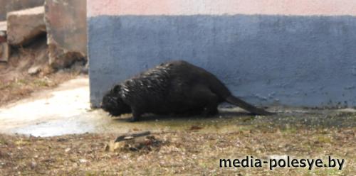 Бобры на Полесье совсем обнаглели Бобры на Полесье совсем обнаглели