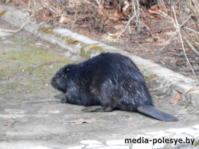 Бобры на Полесье совсем обнаглели Бобры на Полесье совсем обнаглели