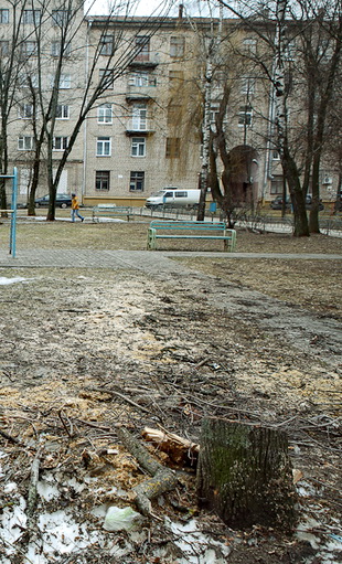 Могилевчане просят вырубать деревья, сажать – никогда